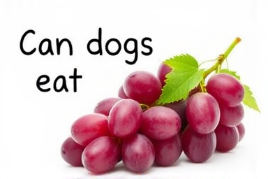 Can dogs eat grapes