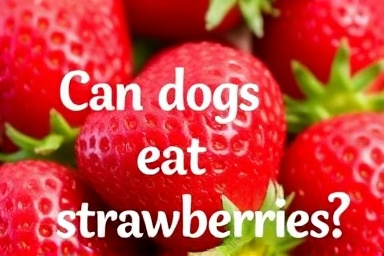 Can dogs eat strawberries