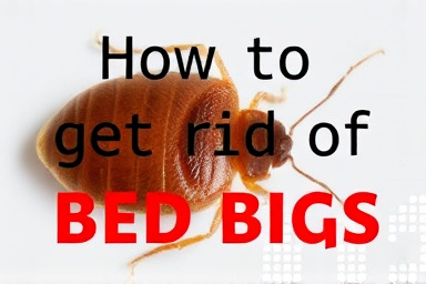 How to get rid of bed bugs