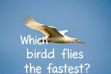 Which bird flies the fastest